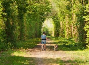 woman walking dogs in forest as a spiritual practice
