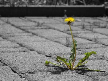 Assertiveness - flower growing through paving