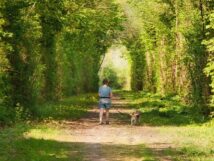 woman walking dogs in forest as a spiritual practice